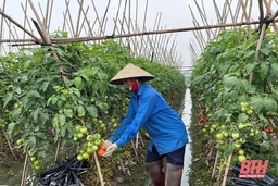 Tiêu thụ hàng nông,  lâm, thủy sản dịp Tết tăng 15-20%