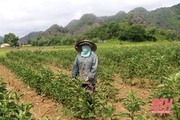 Huyện Cẩm Thủy mở rộng diện tích trồng cây dược liệu