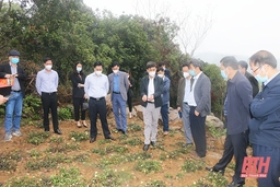 Triển khai nhiệm vụ đăng ký bảo hộ, quản lý và phát triển chỉ dẫn địa lý cho sản phẩm Sâm Báo huyện Vĩnh Lộc