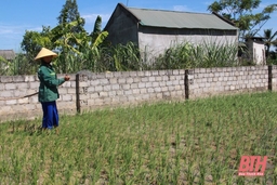 Dự báo khoảng 26.500 ha lúa đông xuân có nguy cơ thiếu nước