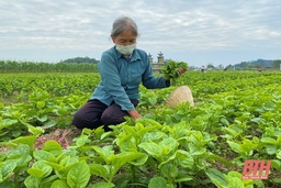 Sản xuất nông nghiệp theo nhu cầu thị trường