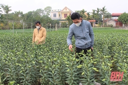 Mô hình trồng hoa tập trung ở xã Yên Trường