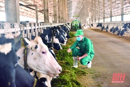 Trang trại sinh thái Vinamilk Green Farm tại Thanh Hóa: Điển hình về chăn nuôi bò sữa theo hướng bền vững, thân thiện với môi trường