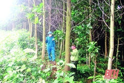 Như Thanh: Khai thác tiềm năng, lợi thế phát triển rừng trồng gỗ lớn