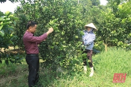 Tích tụ đất đai, sản xuất nông nghiệp quy mô lớn ở xã Xuân Trường