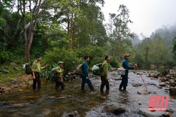 Huyện Thường Xuân chủ động bảo vệ và phát triển rừng