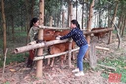 Đẩy mạnh tiêm phòng vắc xin cho gia súc, gia cầm