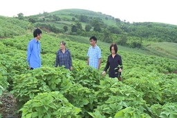 Thanh Hóa phát triển cây gai xanh gắn với chế biến nguyên liệu