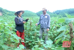 Phát triển cây gai xanh nguyên liệu trên địa bàn tỉnh Thanh Hóa giai đoạn 2022-2025