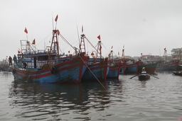 Thực hiện quyết liệt các giải pháp chống khai thác hải sản bất hợp pháp, không báo cáo và không theo quy định