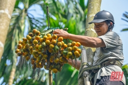 Nông dân người Mường làm giàu từ mô hình trồng cau