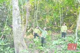 Giữ rừng vùng giáp ranh huyện Như Xuân với tỉnh Nghệ An
