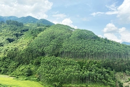 Thủ tục quyết định chuyển mục đích sử dụng rừng tại Thanh Hóa