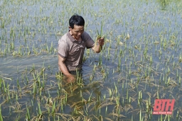 Nông dân thôn Đông Cao, xã Trung Chính “điêu đứng” vì lúa đến kỳ thu hoạch bị ngập úng