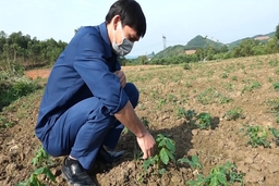 Huyện Như Xuân chủ động phòng, chống bệnh khảm lá sắn