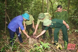 Tình trạng phá rừng ở huyện Quan Sơn: Nhiều nghi vấn đặt ra...