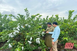 Xã Hà Long phát triển mô hình trồng ổi lê
