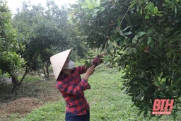 Như Xuân phát triển các mô hình sản xuất nông nghiệp