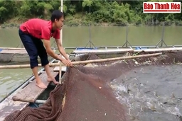 Phát triển nghề nuôi cá lồng ở lòng hồ thủy điện Trung Xuân