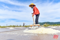 Diêm dân Thanh Hóa đội nắng nóng thu hoạch muối