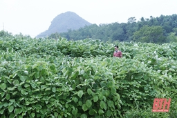 Huyện Bá Thước phát triển vùng nguyên liệu cây gai xanh