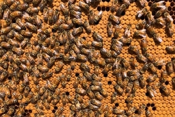 Australia “phong tỏa” ngành nuôi ong vì loài ký sinh trùng nguy hiểm