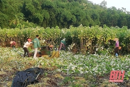 Phát triển cây gai xanh nguyên liệu ở Lang Chánh