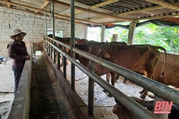 Thạch Thành nỗ lực giảm nghèo bền vững