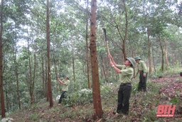 Ban Quản lý rừng phòng hộ Thường Xuân: Bảo vệ và phát triển rừng gắn với nâng cao đời sống người dân