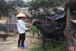 Phát triển chăn nuôi bò thịt theo hướng bền vững