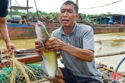 Nuôi cá đặc sản trên sông Mã