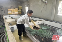 Hiệu quả nuôi lươn trong bể xi măng