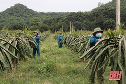 Thực hiện có hiệu quả giải pháp phát triển kinh tế ở huyện Thạch Thành