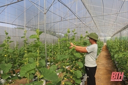 Thường Xuân thực hiện các giải pháp nâng cao hiệu quả sản xuất nông nghiệp