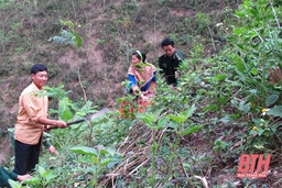Ngăn chặn tình trạng phá rừng làm nương rẫy ở huyện Mường Lát