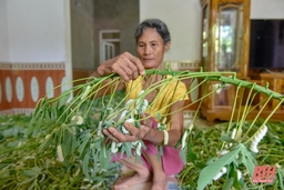 Nông dân miền Tây xứ Thanh nuôi tằm bằng lá sắn thu lãi cao