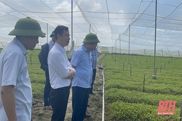 Xã Thăng Bình đẩy mạnh phát triển kinh tế, nâng cao thu nhập cho người dân