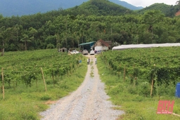 Thanh Hóa có thêm 78 doanh nghiệp nông nghiệp thành lập mới