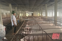 Tăng sức cạnh tranh, phát triển bền vững chăn nuôi lợn