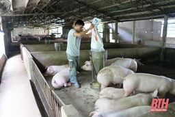 Thúc đẩy sản xuất, tổ chức tái đàn lợn đáp ứng nguồn cung thịt lợn