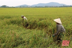 Khắc phục thiệt hại, khôi phục sản xuất nông nghiệp sau mưa lớn