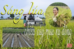 Sáng lúa, chiều cây màu vụ đông