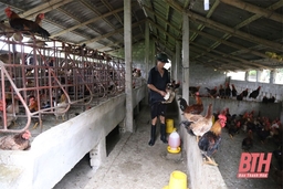Phát triển chăn nuôi theo hướng nâng cao năng suất, chất lượng, hiệu quả ở Thạch Thành