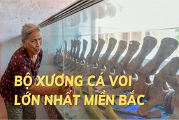 Bộ xương cá voi  lớn nhất miền Bắc ở xứ Thanh