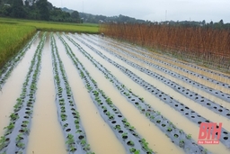 Hà Trung chủ động khắc phục hậu quả do mưa lũ gây ra 