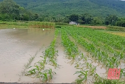 Vĩnh Lộc: Hơn 30 ha cây trồng vụ đông bị ngập do mưa lớn
