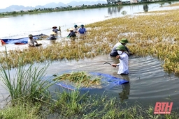 Hội viên nông dân huyện Đông Sơn giúp bà con thu hoạch lúa bị ngập sau mưa bão