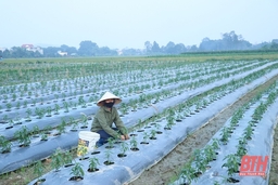 Đẩy nhanh tiến độ sản xuất vụ đông