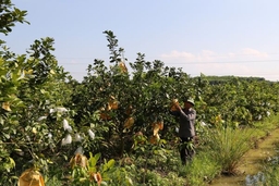 Thạch Thành: Giá trị sản xuất nông nghiệp đạt hơn 1.659 tỷ đồng, tăng 6,65% so với cùng kỳ