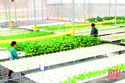 Thúc đẩy nông nghiệp phát triển bền vững